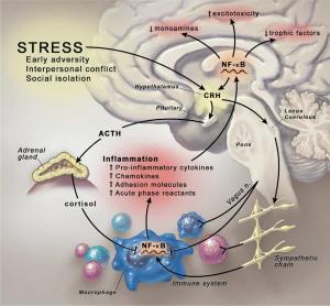 Miller - stress to inflammation